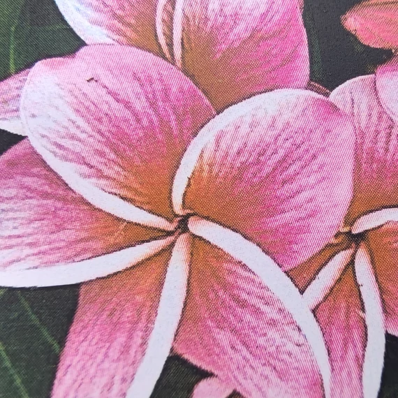 Plumeria rubra ’Malika’