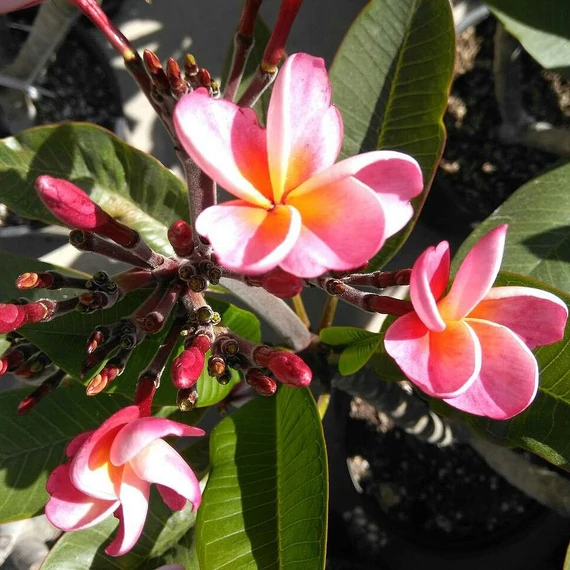 Plumeria rubra 'Mini me'