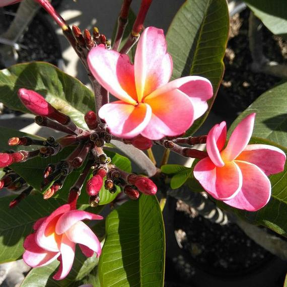 Plumeria rubra 'Mini me'