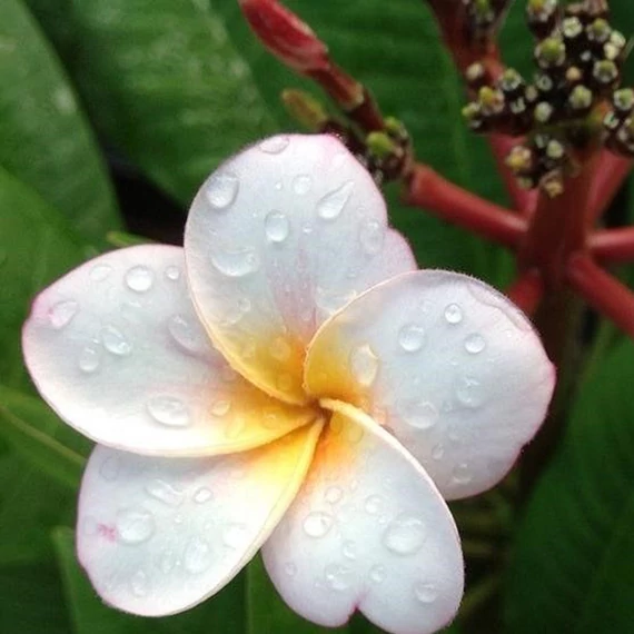 Plumeria rubra 'Mini white'