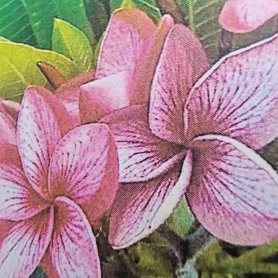 Plumeria rubra ’Miss Nonburi’