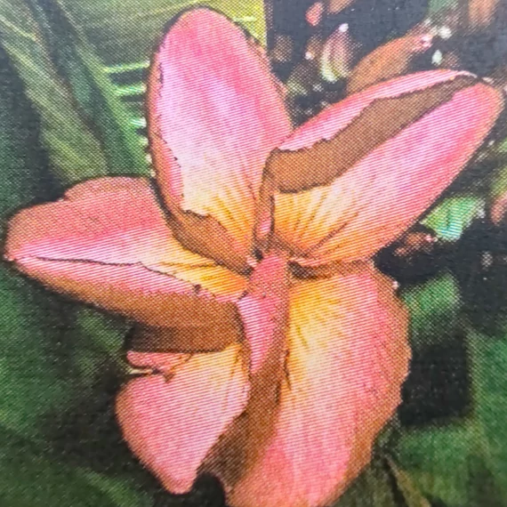 Plumeria rubra ’Mong Kon Yok’ aka ’Violet Jaded’