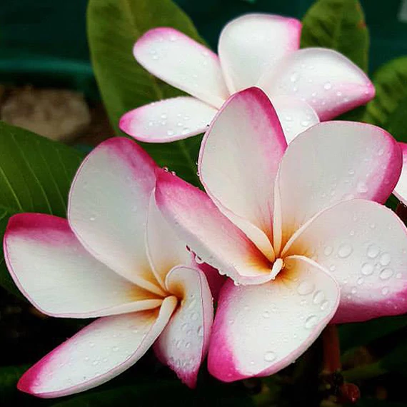 Plumeria rubra ’My valentine’