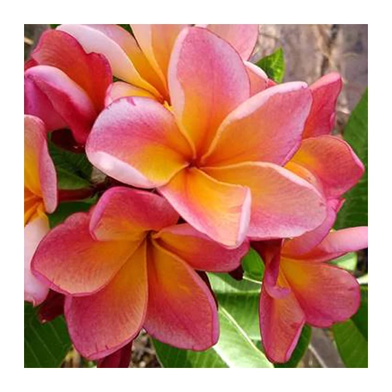 Plumeria rubra ’Orange 60’ aka ’Dulcemia’