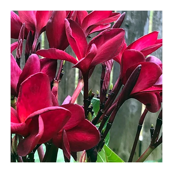 Plumeria rubra 'Pannita's Red'