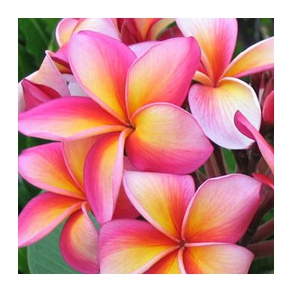 Plumeria rubra 'Pattaya Star'