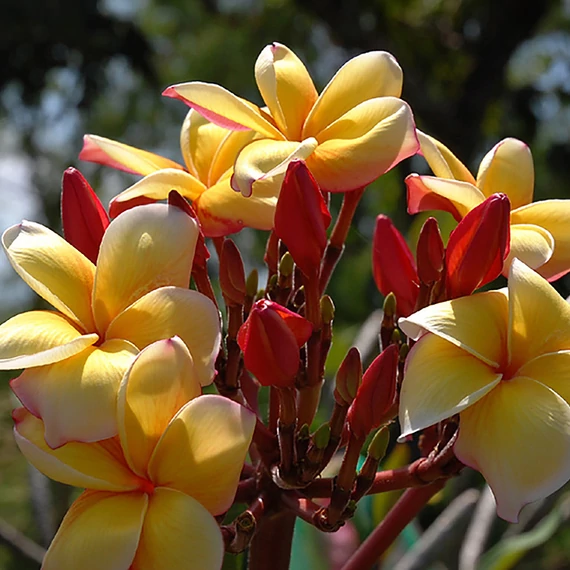 Plumeria rubra ’Pot o gold alias Som siri’