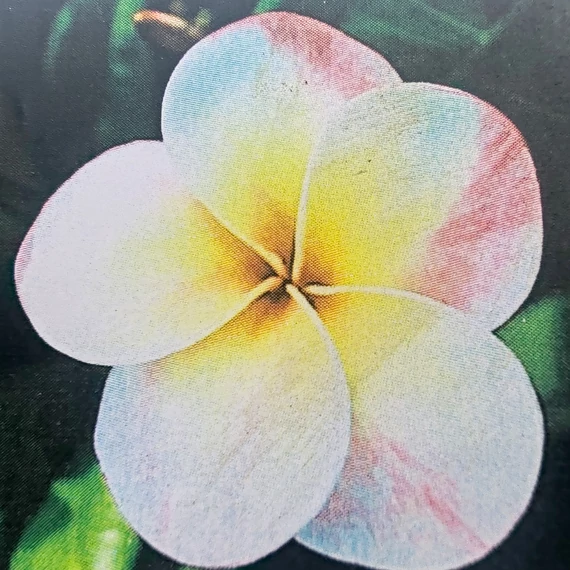 Plumeria rubra ’Probabile J4’