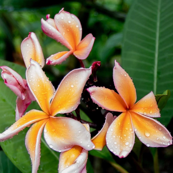 Plumeria rubra ’Queen Amber’