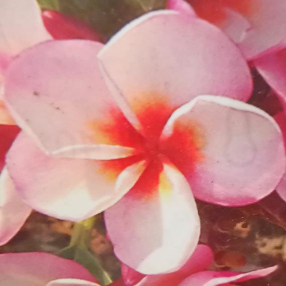 Plumeria rubra 'Rhapsody'