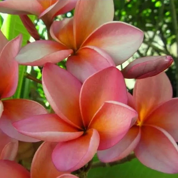 Plumeria rubra ’Royal Silk’