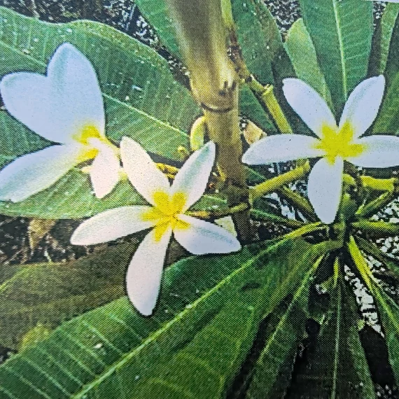 Plumeria rubra ’Saeng Dao’