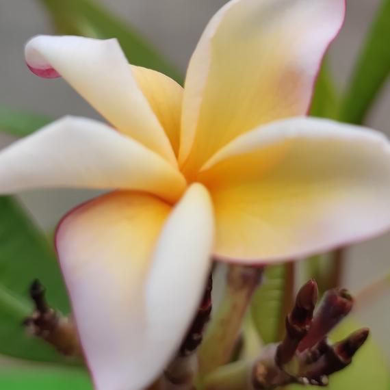 Plumeria rubra 'Safari'