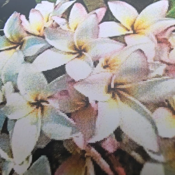 Plumeria rubra ’Sally Moragne’