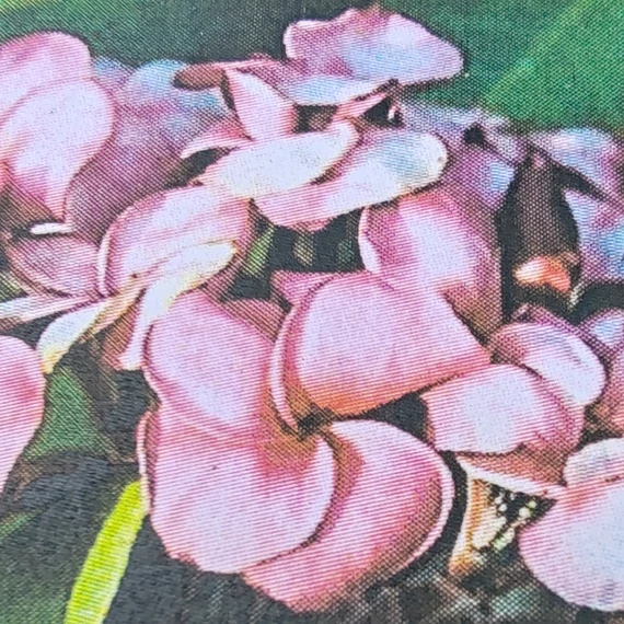 Plumeria rubra ’Sang warn Ruby’