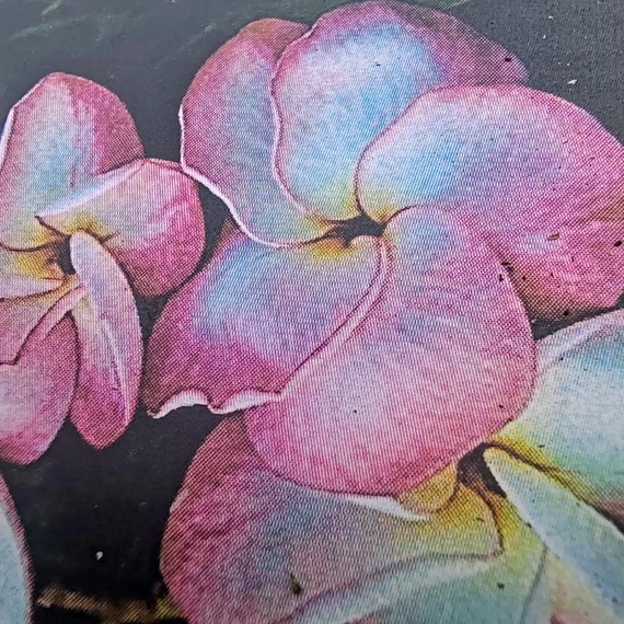 Plumeria rubra ’Serenity Royal’