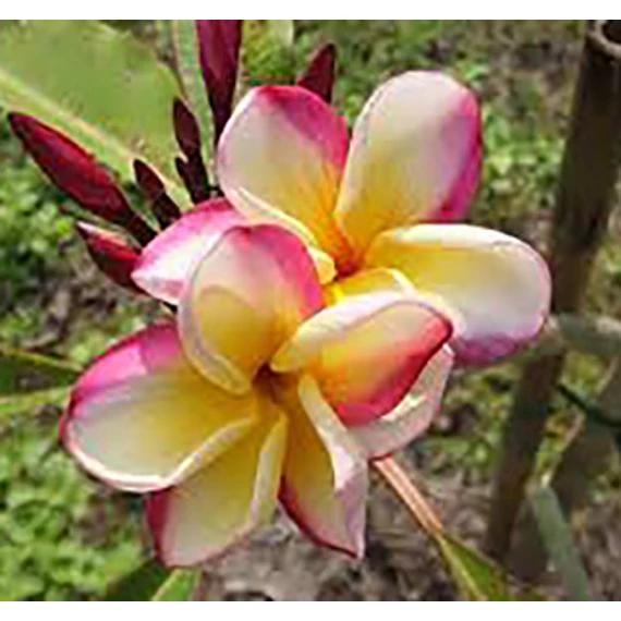 Plumeria rubra ’Sheer beauty’ 