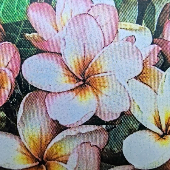 Plumeria rubra ’Soi Phet’