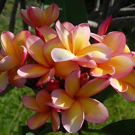 Plumeria rubra ’Som Choroton’