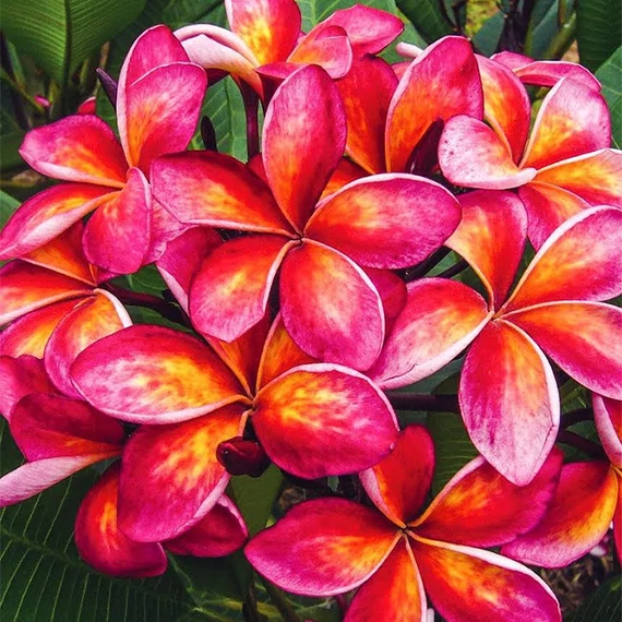 Plumeria rubra ’Thai Splash’