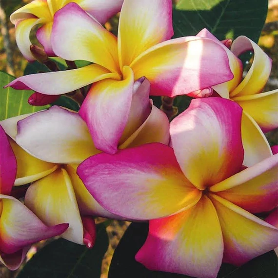 Plumeria rubra ’Vibrance’