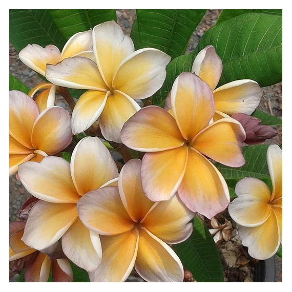 Plumeria rubra 'Violet brown'