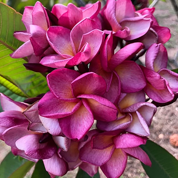 Plumeria rubra ’Violet Jaded Dragon’