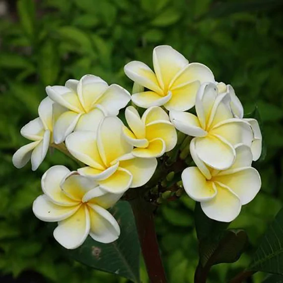 Plumeria rubra ’Y-02’