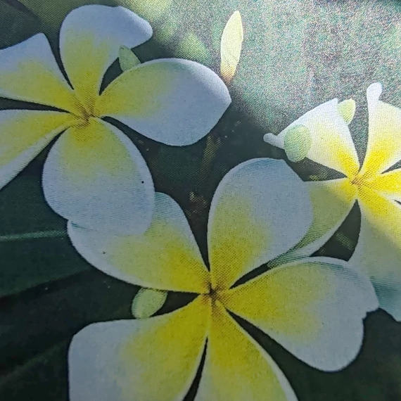 Plumeria rubra ’Yellow White Pinwheel’