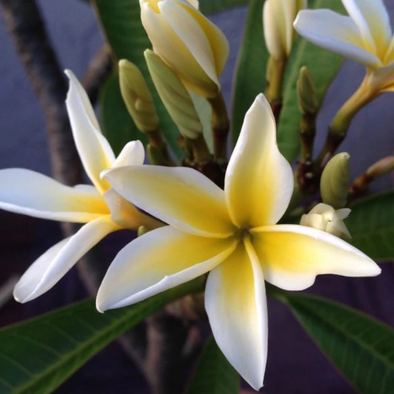 Plumeria rubra 'Star white'