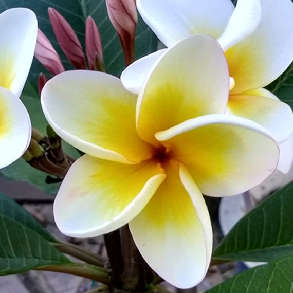 Plumeria rubra ’Sun splash’