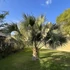 Kép 1/4 - Palmetto pálma, Szabalpálma (Sabal palmetto)