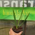 Kép 2/4 - Palmetto pálma, Szabalpálma (Sabal palmetto)