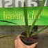 Kép 4/4 - Palmetto pálma, Szabalpálma (Sabal palmetto)