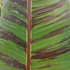 Kép 2/3 - Csíkos darjeeling banán (Musa sikkimensis „Red tiger”) | kb. 40 cm