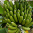 Kép 1/3 - Fagytűrő termő banán