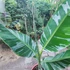 Kép 2/4 - Hawaii Royal banán