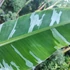 Kép 3/4 - Hawaii Royal banán