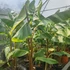 Kép 2/4 - Manipur fagytűrő banán (Musa sikkimensis ’Manipur Massive’)