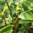 Kép 3/4 - Manipur fagytűrő banán (Musa sikkimensis ’Manipur Massive’)
