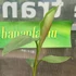 Kép 3/4 - Manipur fagytűrő banán (Musa sikkimensis ’Manipur Massive’)