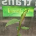 Kép 4/4 - Manipur fagytűrő banán (Musa sikkimensis ’Manipur Massive’)
