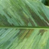 Kép 5/6 - Különleges banáncsomag (Musa acuminata variegata) 
