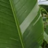 Kép 4/6 - Különleges banáncsomag (Musa acuminata variegata) 