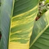 Kép 3/6 - Különleges banáncsomag (Musa acuminata variegata) 