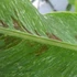 Kép 6/6 - Különleges banáncsomag (Musa acuminata variegata) 