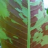Kép 2/6 - Különleges banáncsomag (Musa acuminata variegata) 