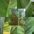 Kép 1/6 - Különleges banáncsomag (Musa acuminata variegata)