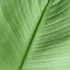 Kép 3/3 - Musa Nam Wah Kom ’White’