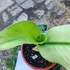 Kép 3/4 - Musa Nam Wah Kom ’White’